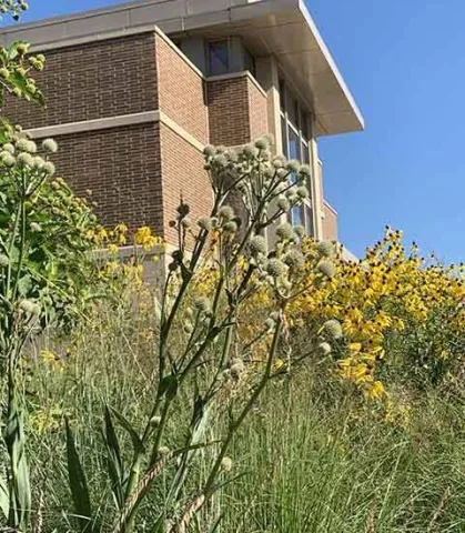 native prairie flowers and library